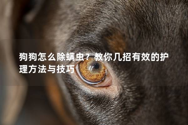 狗狗怎么除螨蟲(chóng)?教你幾招有效的護(hù)理方法與技巧 狗狗怎么除螨蟲(chóng)?教你幾招有效的護(hù)理方法與技巧