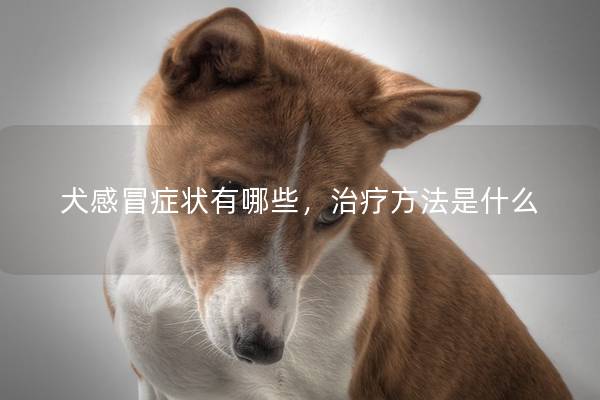 犬感冒癥狀有哪些，治療方法是什么