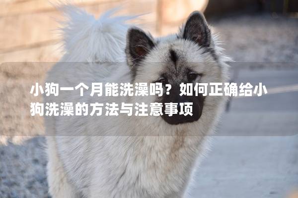小狗一個月能洗澡嗎？如何正確給小狗洗澡的方法與注意事項