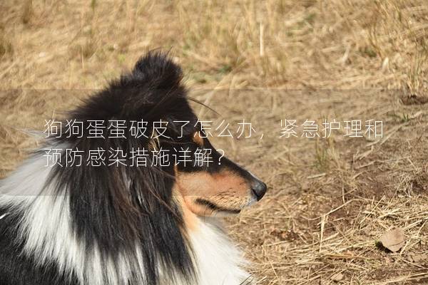 狗狗蛋蛋破皮了怎么辦，緊急護理和預(yù)防感染措施詳解？