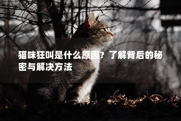 貓咪狂叫是什么原因？了解背后的秘密與解決方法