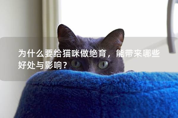 為什么要給貓咪做絕育，能帶來哪些好處與影響？
