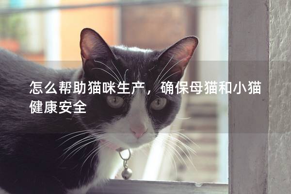 怎么幫助貓咪生產，確保母貓和小貓健康安全