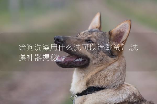給狗洗澡用什么洗可以治跳蚤？,洗澡神器揭秘