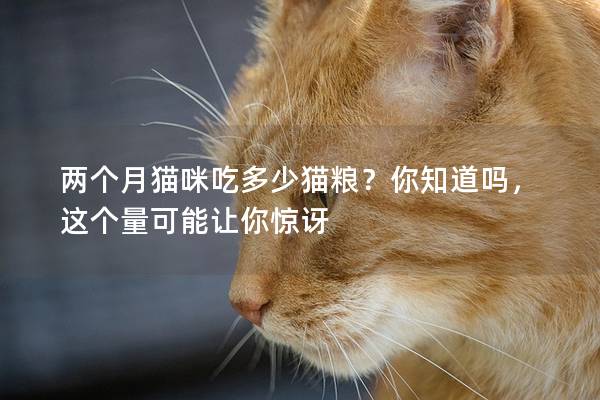 兩個月貓咪吃多少貓糧？你知道嗎，這個量可能讓你驚訝