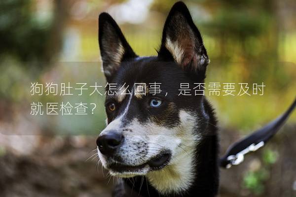狗狗肚子大怎么回事，是否需要及時就醫檢查？