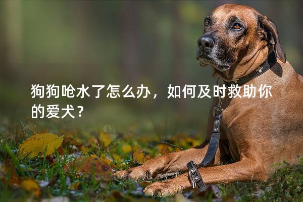 狗狗嗆水了怎么辦，如何及時救助你的愛犬？