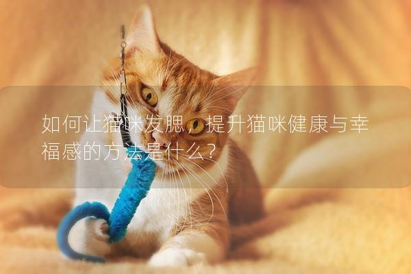 如何讓貓咪發腮，提升貓咪健康與幸福感的方法是什么？