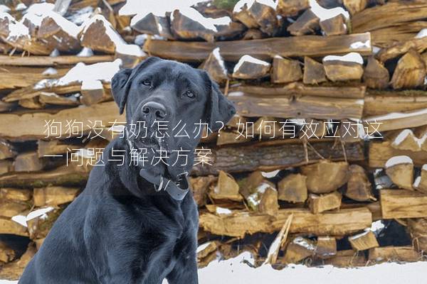 狗狗沒有奶怎么辦？如何有效應對這一問題與解決方案