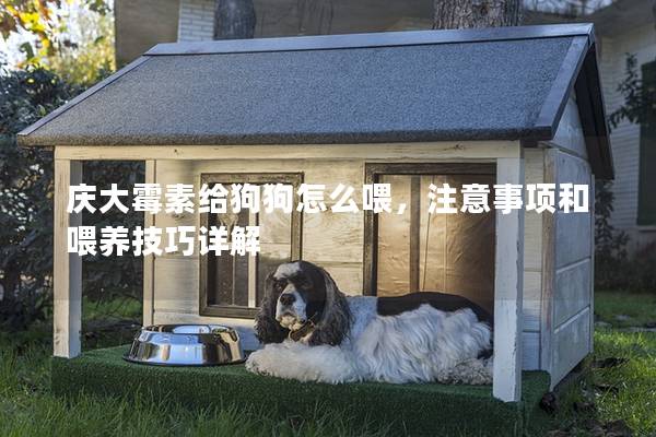 慶大霉素給狗狗怎么喂，注意事項(xiàng)和喂養(yǎng)技巧詳解