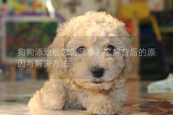 狗狗添地板怎么回事？了解背后的原因與解決方法