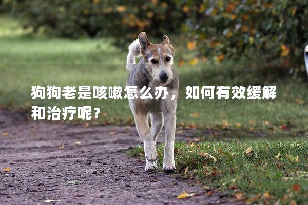 狗狗老是咳嗽怎么辦，如何有效緩解和治療呢？