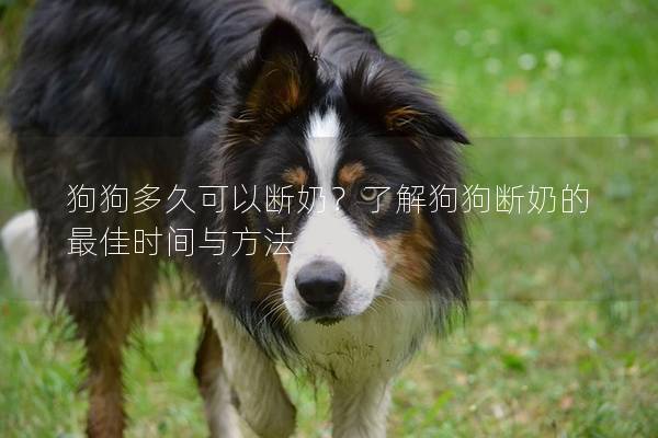 狗狗多久可以斷奶？了解狗狗斷奶的最佳時間與方法