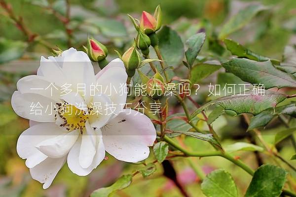一個多月的小狗能洗澡嗎？如何正確給小狗洗澡技巧分享