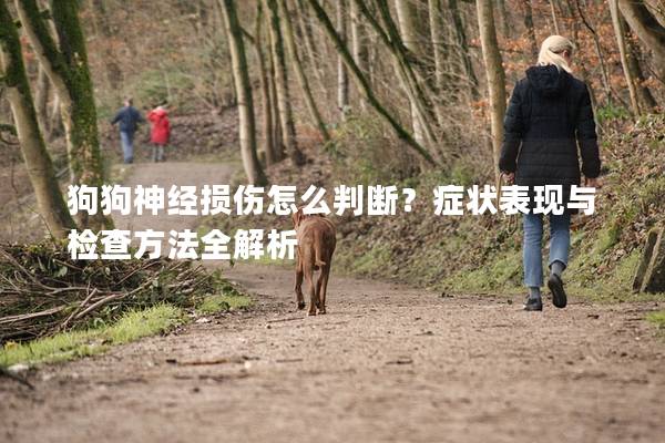 狗狗神經(jīng)損傷怎么判斷？癥狀表現(xiàn)與檢查方法全解析