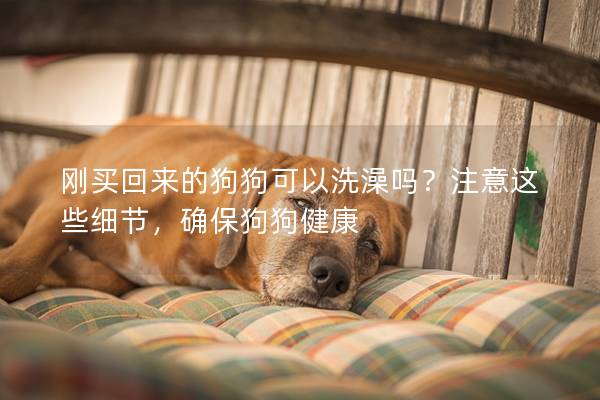 剛買回來的狗狗可以洗澡嗎？注意這些細節(jié)，確保狗狗健康