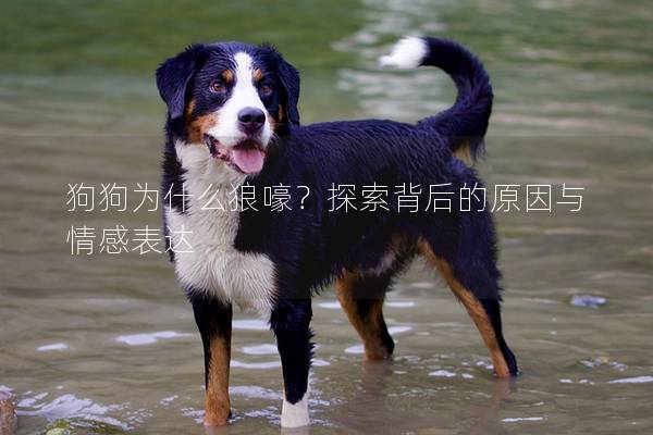 狗狗為什么狼嚎？探索背后的原因與情感表達(dá)