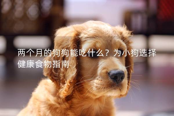 兩個月的狗狗能吃什么？為小狗選擇健康食物指南