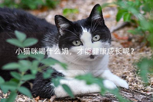 小貓咪喝什么奶，才能健康成長(zhǎng)呢？