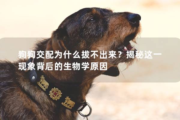 狗狗交配為什么拔不出來？揭秘這一現(xiàn)象背后的生物學(xué)原因