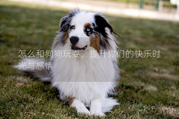 怎么和狗狗玩耍，提升你們的快樂時光與感情
