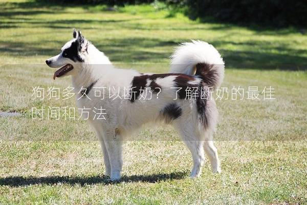 狗狗多久可以斷奶？了解斷奶的最佳時間和方法