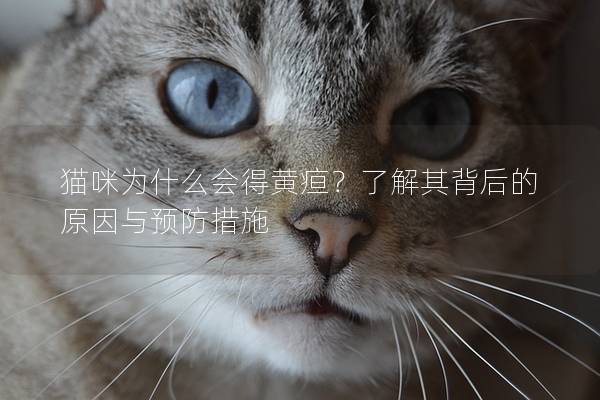 貓咪為什么會得黃疸？了解其背后的原因與預防措施