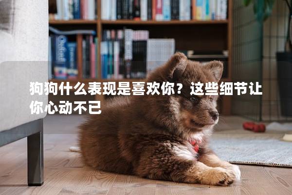 狗狗什么表現是喜歡你？這些細節讓你心動不已