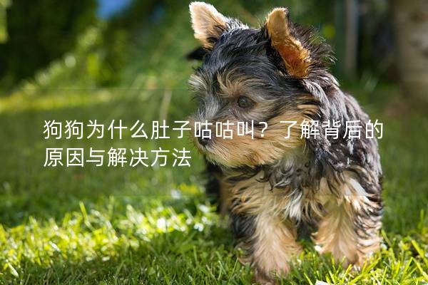 狗狗為什么肚子咕咕叫？了解背后的原因與解決方法