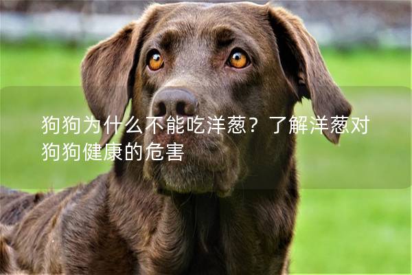 狗狗為什么不能吃洋蔥？了解洋蔥對狗狗健康的危害