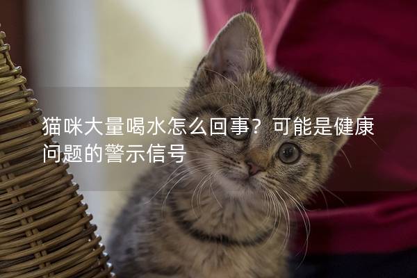 貓咪大量喝水怎么回事？可能是健康問題的警示信號