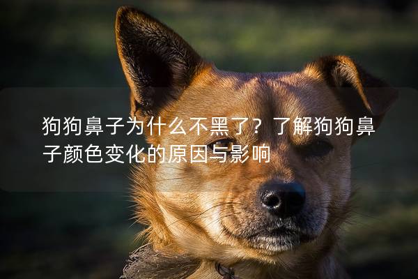 狗狗鼻子為什么不黑了？了解狗狗鼻子顏色變化的原因與影響