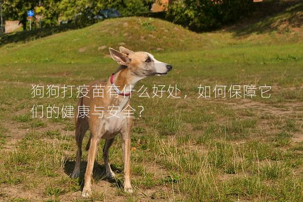 狗狗打疫苗有什么好處，如何保障它們的健康與安全？