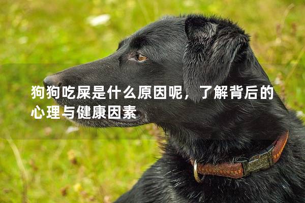 狗狗吃屎是什么原因呢，了解背后的心理與健康因素