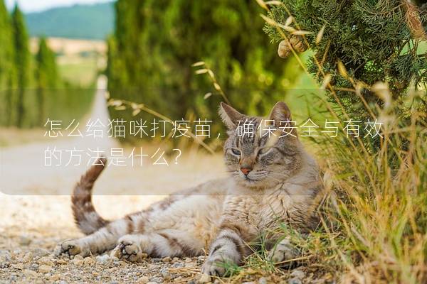 怎么給貓咪打疫苗，確保安全與有效的方法是什么？