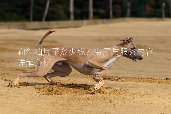 狗狗拍片子多少錢？費用與服務內容詳解分析