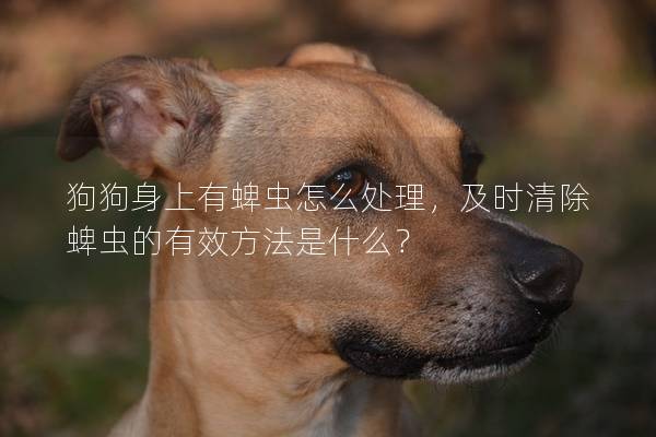 狗狗身上有蜱蟲怎么處理，及時清除蜱蟲的有效方法是什么？