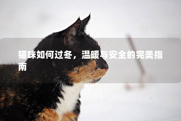 貓咪如何過冬，溫暖與安全的完美指南