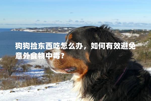 狗狗撿東西吃怎么辦，如何有效避免意外食物中毒？