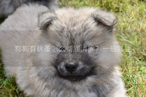 狗狗有跳蚤怎么徹底清除？一招制勝