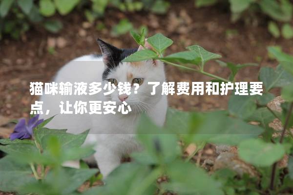 貓咪輸液多少錢？了解費(fèi)用和護(hù)理要點(diǎn)，讓你更安心