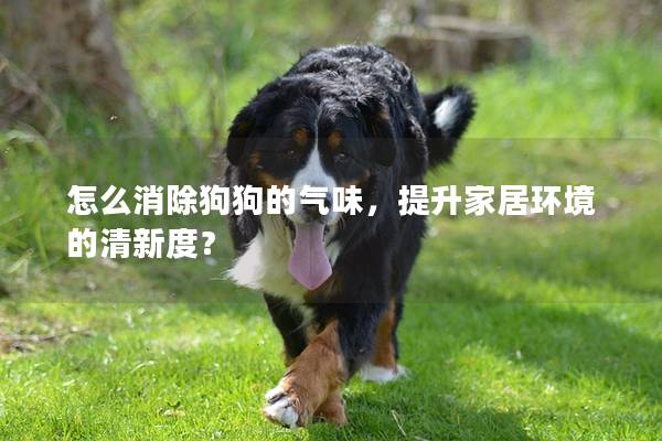 怎么消除狗狗的氣味，提升家居環(huán)境的清新度？