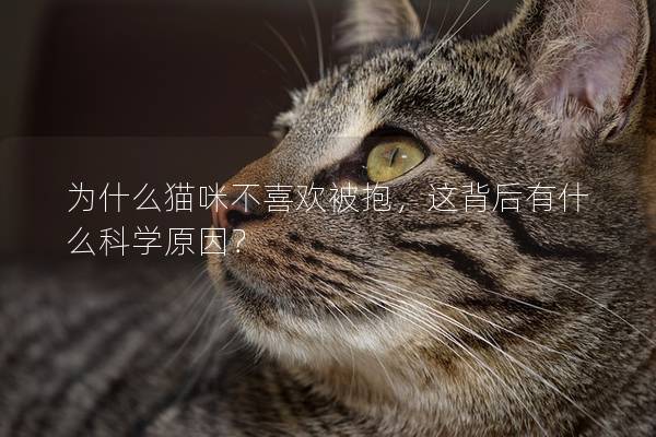 為什么貓咪不喜歡被抱，這背后有什么科學原因？