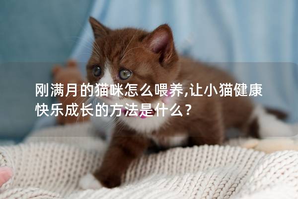 剛滿月的貓咪怎么喂養(yǎng),讓小貓健康快樂(lè)成長(zhǎng)的方法是什么？