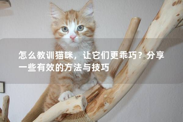怎么教訓貓咪，讓它們更乖巧？分享一些有效的方法與技巧