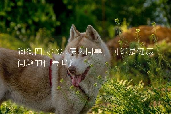 狗狗四肢冰涼怎么回事，可能是健康問題的信號嗎？