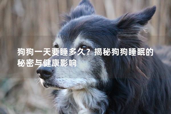 狗狗一天要睡多久？揭秘狗狗睡眠的秘密與健康影響