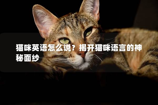 貓咪英語怎么說？揭開貓咪語言的神秘面紗