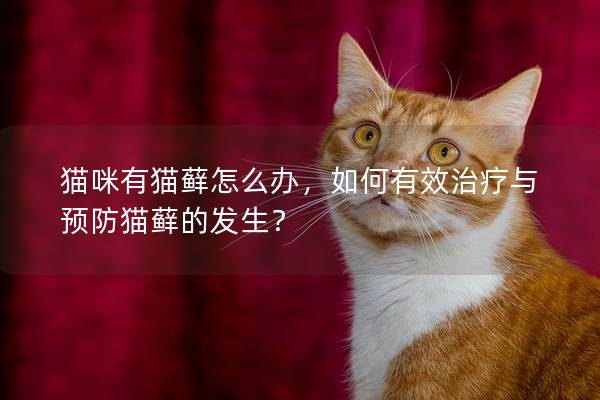 貓咪有貓?zhí)\怎么辦，如何有效治療與預防貓?zhí)\的發(fā)生？