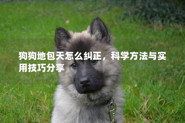 狗狗地包天怎么糾正,科學方法與實用技巧分享 狗狗地包天怎么糾正,科學方法與實用技巧分享